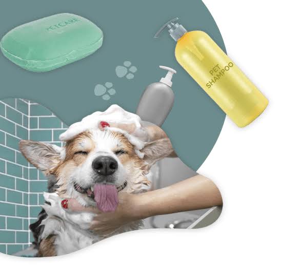 Pets care